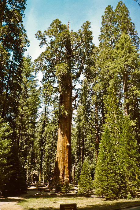 General Sherman Tree, Sequoia National Park